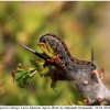 apo crataegi larva kher